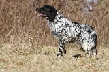SETTER ANGLAIS 066